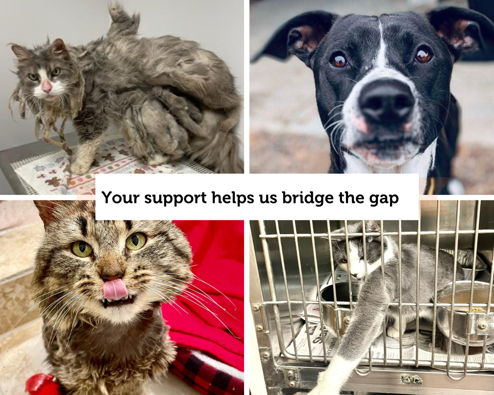 Help%20Us%20Bridge%20The%20Gap%20for%20these%20pets%20in%20need.png